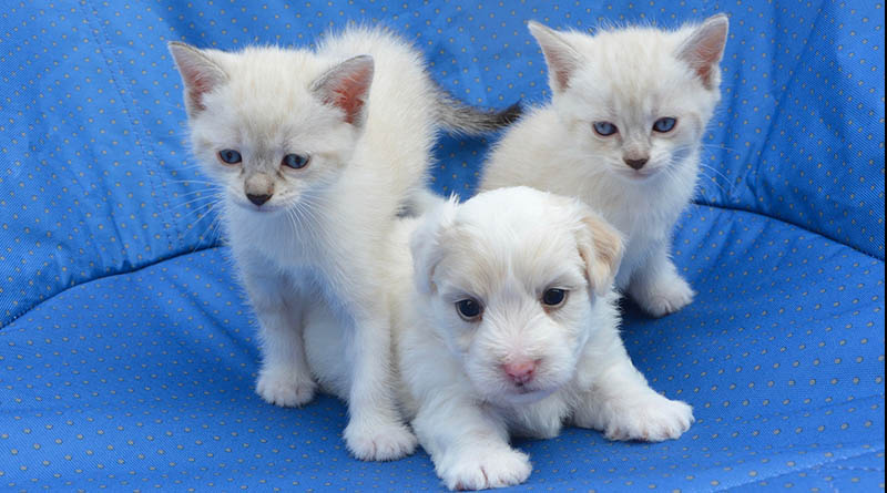 American Airlines Pet Policy prevented his cats and dog from flying.