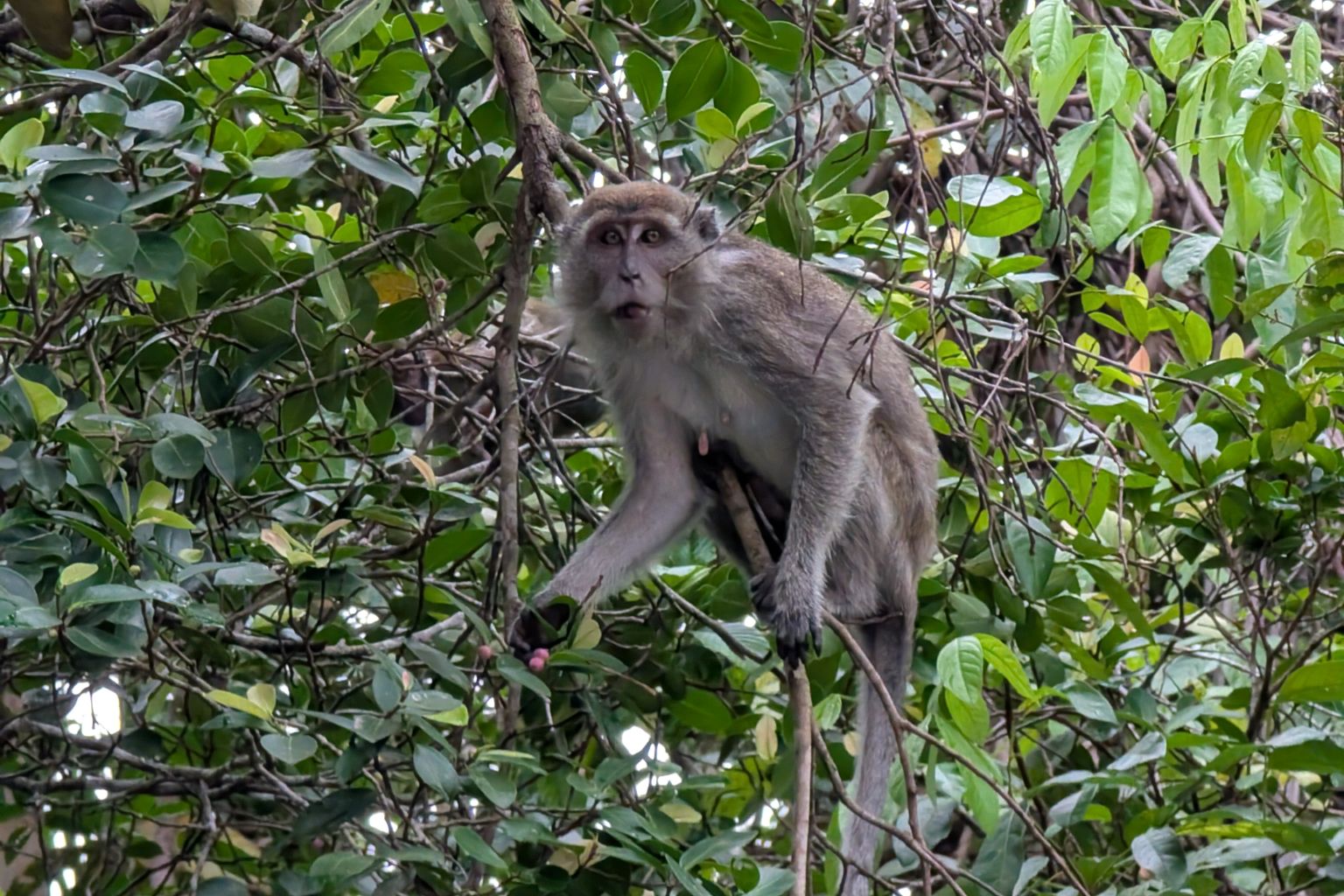 Can Kota Kinabalu become the ecotourism hub it aspires to be? Discover the delicate balance between tourism and conservation in Borneo.