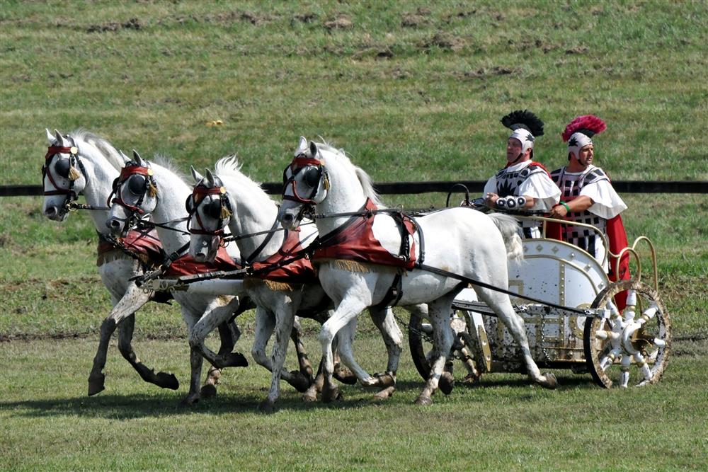 chariot, horse, roman, rome, ride, vintage, old, transport, drive, driving, rent, rental, vehicle