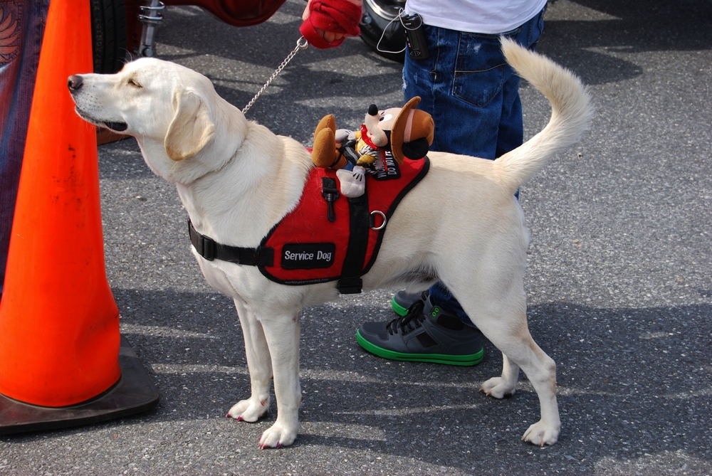 I was supposed to fly to Heathrow last night on United Airlines, but the airline wouldn’t let me on because of my hearing service dog, Aubie.