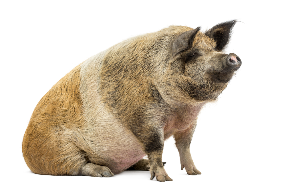 Pigs can fly. At least on US Airways. A passenger packed an oversize "emotional support" pig on a flight from Connecticut to Washington.