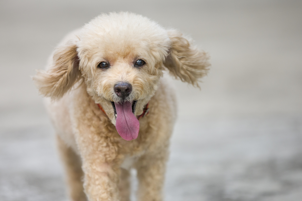 Ed Zielinski isn't a novice flier and neither is his 15-year-old poodle. They pay a $125 pet carry-on fee, and the trio boards the plane.